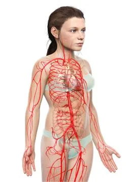 3d rendered medically accurate illustration of young Girl arteries Stock Illustration