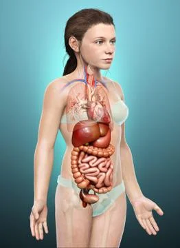 3d rendered medically accurate illustration of young girl Digestive System 스톡 일러스트