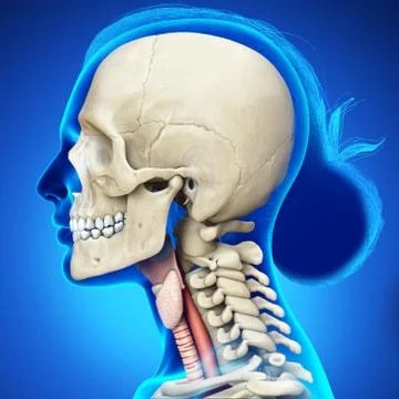3d rendered medically accurate illustration of the female larynx anatomy Stock Illustration