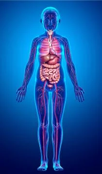 3d rendered medically accurate illustration of young girl Digestive System Stock Illustration