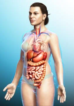 3d rendered medically accurate illustration of female Digestive System. Stock Illustration