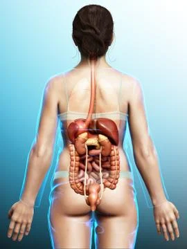 3d rendered medically accurate illustration of female Digestive System. Stock Illustration