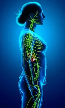 3d rendered medically accurate illustration of a female lymphatic system Stock Illustration