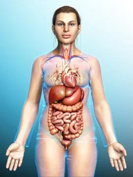 3d rendered medically accurate illustration of Female Digestive System  and h 스톡 일러스트