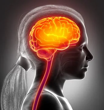 3d rendered, medically accurate illustration of a young girl highlighted brai Stock Illustration