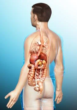 3d rendered medically accurate illustration of male Digestive System. 스톡 일러스트