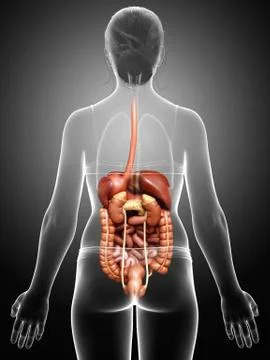 3d rendered medically accurate illustration of female Digestive System. Illustrazione stock