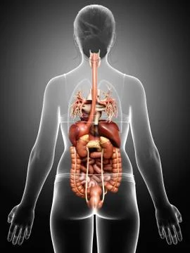 3d rendered medically accurate illustration of Female Digestive System  and h Stock Illustration