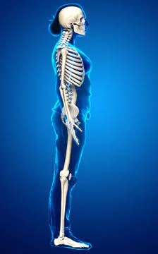 3d rendered, medically accurate illustration of a female skeleton system Stock Illustration
