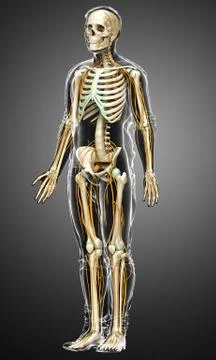 3d rendered medically accurate illustration of the nervous system and skeleto Stock Illustration