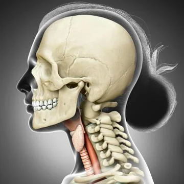 3d rendered medically accurate illustration of the female larynx anatomy Stock Illustration