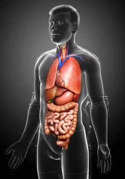 3d rendered medically accurate illustration of male  Internal organs Stock Illustration