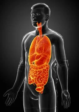 3d rendered medically accurate illustration of male  Internal organs Stock Illustration