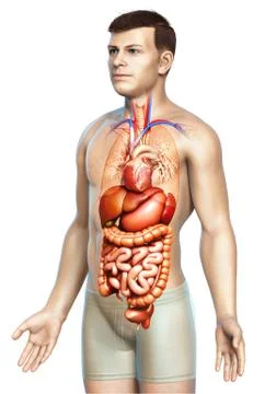 3d rendered medically accurate illustration of male Digestive System. Stock Illustration