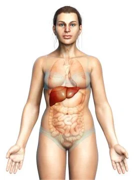 3d rendered, medically accurate illustration of female Liver Anatomy Stock Illustration