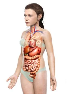 3d rendered medically accurate illustration of young girl Digestive System 스톡 일러스트