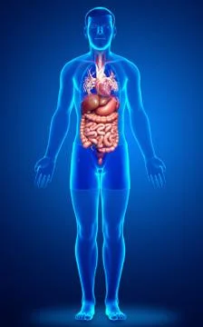 3d rendered medically accurate illustration of male Digestive System  and hea Illustrazione stock