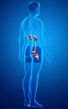 3d rendered, medically accurate illustration of the kidneys Stock Illustration