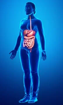 3d rendered medically accurate illustration of female Digestive System. 库存插图