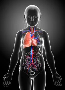 3d rendered, medically accurate illustration of a young girl lung anatomy Stock Illustration