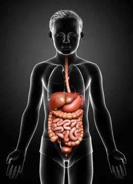3d rendered medically accurate illustration of boy Digestive System. Stock Illustration
