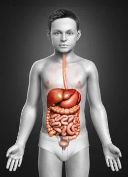 3d rendered medically accurate illustration of boy Digestive System. Stock Illustration