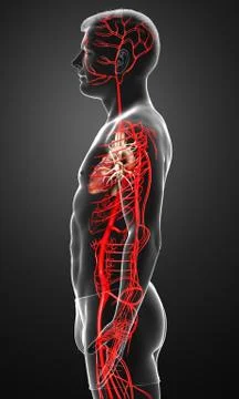 3d rendered medically accurate illustration of male arteries Stock Illustration
