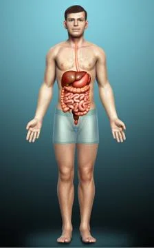 3d rendered medically accurate illustration of male Digestive System. Stock Illustration