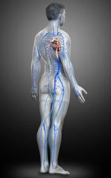 3d rendered medically accurate illustration of a male Veins anatomy Stock Illustration