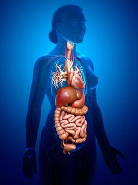 3d rendered medically accurate illustration of Female Digestive System  and h Stock Illustration