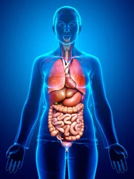 3d rendered medically accurate illustration of female  Internal organs Stock Illustration
