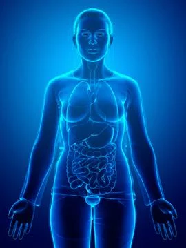 3d rendered medically accurate illustration of female Organs Gallbladder Anat Stock Illustration