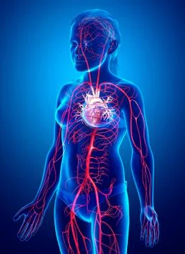 3d rendered medically accurate illustration of young Girl arteries Stock Illustration
