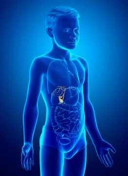 3d rendered medically accurate illustration of young boy Organs Gallbladder A Stock Illustration