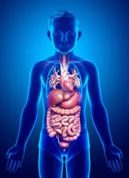 3d rendered medically accurate illustration of boy Digestive System. Stock Illustration