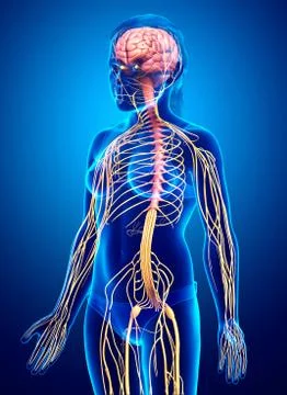 3d rendered medically accurate illustration of a young girl nervous system Stock Illustration
