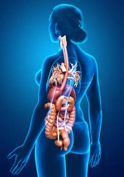 3d rendered medically accurate illustration of female Digestive System. Stock Illustration