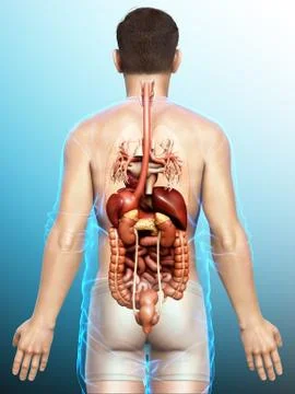3d rendered medically accurate illustration of male Digestive System  and hea Stock Illustration