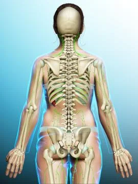 3d rendered medically accurate illustration of a female lymphatic system Stock Illustration