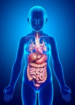 3d rendered medically accurate illustration of young girl Digestive System  a 库存插图