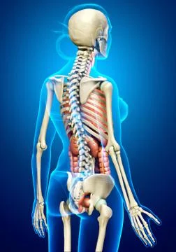 3d rendered medically accurate illustration of female  Internal organs and sk Stock Illustration