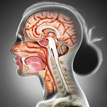 3d rendered, medically accurate illustration of Cross section of female head Stock Illustration