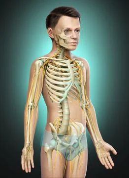 3d rendered medically accurate illustration of a young boy nervous system and Stock Illustration