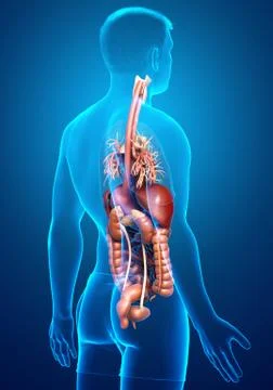 3d rendered medically accurate illustration of male Digestive System  and hea 스톡 일러스트
