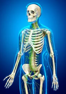 3d rendered medically accurate illustration of a male lymphatic system Stock Illustration