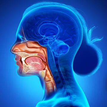 3d rendered, medically accurate illustration of female Trachea and esophagus Stock Illustration