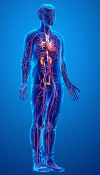 3d rendered, medically accurate illustration of the kidneys and circulatory s Stock Illustration