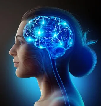 3d rendered, medically accurate illustration of a female active brain Illustrazione stock