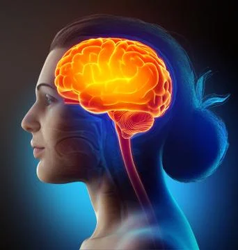 3d rendered, medically accurate illustration of a female highlighted brain /h Stock Illustration
