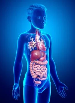 3d rendered medically accurate illustration of Boy Digestive System  and hear 스톡 일러스트